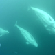 Belugas on the cam with some melon comb jellyfish beside them.